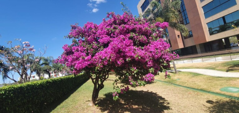 paisagismo brasilia