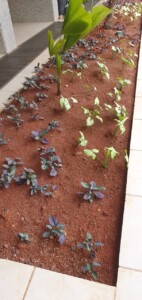 Implantação e Reforma de Jardins