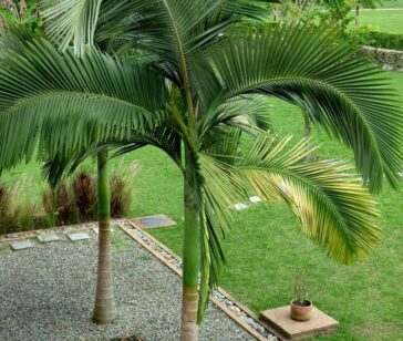 Plantas Ornamentais