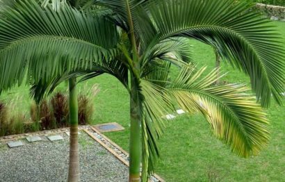 Plantas Ornamentais